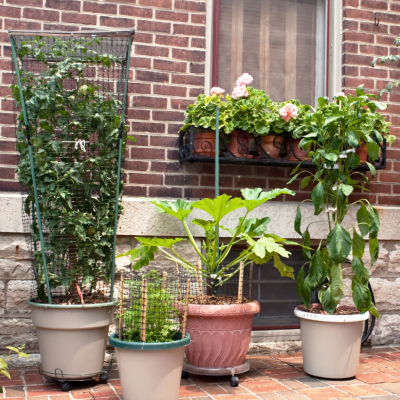 Container Gardening. Assorted pots holding edible plants and flowers.