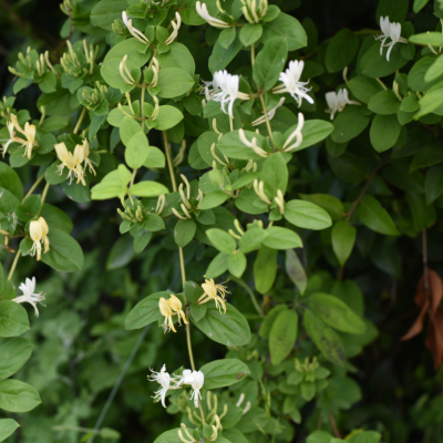 A picture of invasive Japanese honeysuckle.